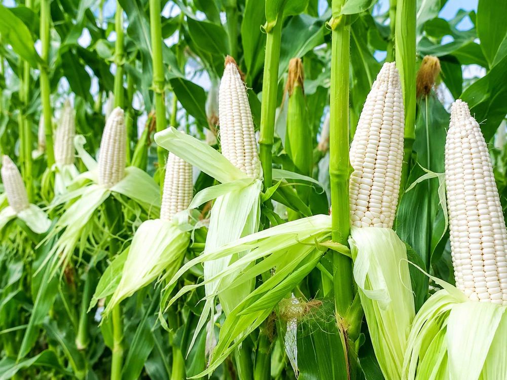 White Maize